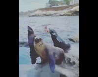 Sea lion swims towards guy on rocks