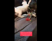 Two pet dog fights on the  couch inside the house