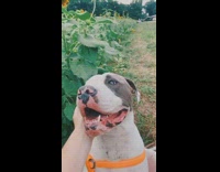 Girl pets dog sunflower field yellow flowers 