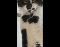 Black white cat looks at itself screen