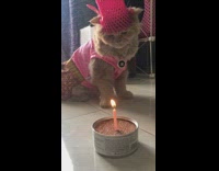 Orange cat celebrate birthday in outfit 