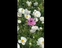 Single pink flower among the white flowers