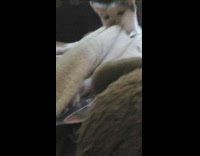 Kitten bite pull down blanket from bed