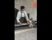 Cat at pizza store window watching guy make pizza