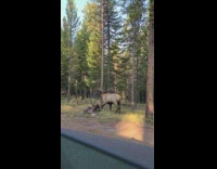 Large brown elk makes high pitched screaming noise 