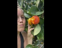 Collab BitchIG2 - Girl takes a bite of persimmon fruit while its still on free
