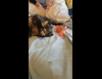 Cat licks paw bed pink yarn ball