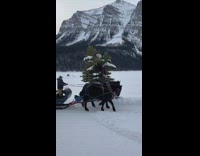 Two horses pull man on sleigh 