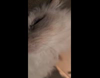 Cat sleeps with eyes open wakes up