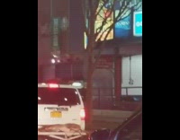 Brown deer on white SUV car girl 