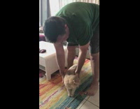 Guy picking up unamused cat over and over again to kiss
