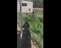 Dog barks at influencers 