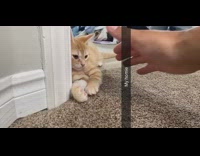 Guy fist bump handshake brown white cat