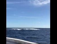 Whale jumps out of ocean water boat