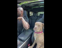 Dog sits in car while owner dances