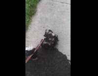 Black white dog red leash rubs back 