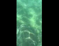 Guy snorkels underwater turtle beach ocean water