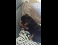 Pet dog scratches the sofa couch with its claws