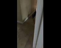 Cat Pounces Friend then Gets Chased Indoors