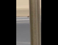 Cockroach walking around on subway seat