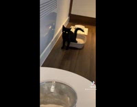 Black kitten compilation doing silly things 