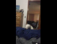 White Dog Chasing Boy Tries to Jump On Blue Bed But Hits Neck