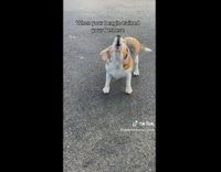 Collab BitchMP - Dog calls its brother over with a bark