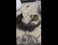 Cat bite leg slap face of husky dog