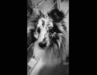 dog tilting head from side to side boomerang 