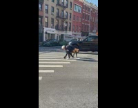 Big brown dog poops on crosswalk