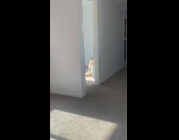 Dog Soaks up Sunlight then Looks at Lady