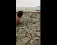 Seagull takes food from mouth of man