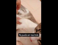 Cat lick and cleans its own feet