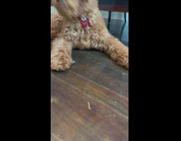 Poodle playing with a rock on wooden floor