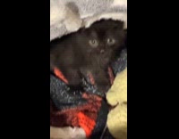 Adopted black kitten inside box says hi