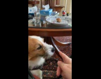 Dog licks when owner touch his nose