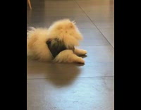 white dog with black vest barks and walks in a kitchen 