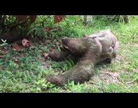 Mom sloth baby crawl across grass plants 