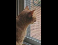 Orange cat beside window net screen yawns