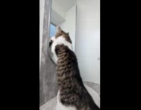 Cat continuously wipe paws on mirror reflection