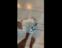 Man kicks ball away from dog 