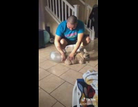 Collab VIBES - French bulldog blows up balloon with farts 