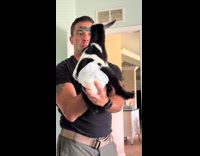 Baby goat screams when facing hooman