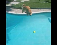 Golden retriever dog jumps pool tennis ball 