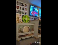 White hamster is trained to come when called