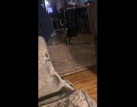 Dog walks on hands wears shoes