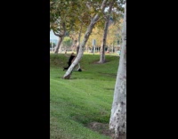 Boy on scooter jumps but fell down