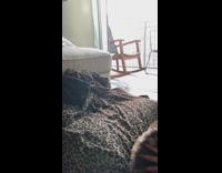 Black brown puppy jumps leopard print blanket
