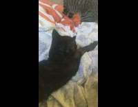 Baby cat compilation, plays with yarn