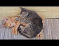 Gray kitten massaging orange kitten